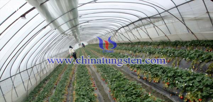 吸熱農膜用納米紫色氧化鎢粉體圖片